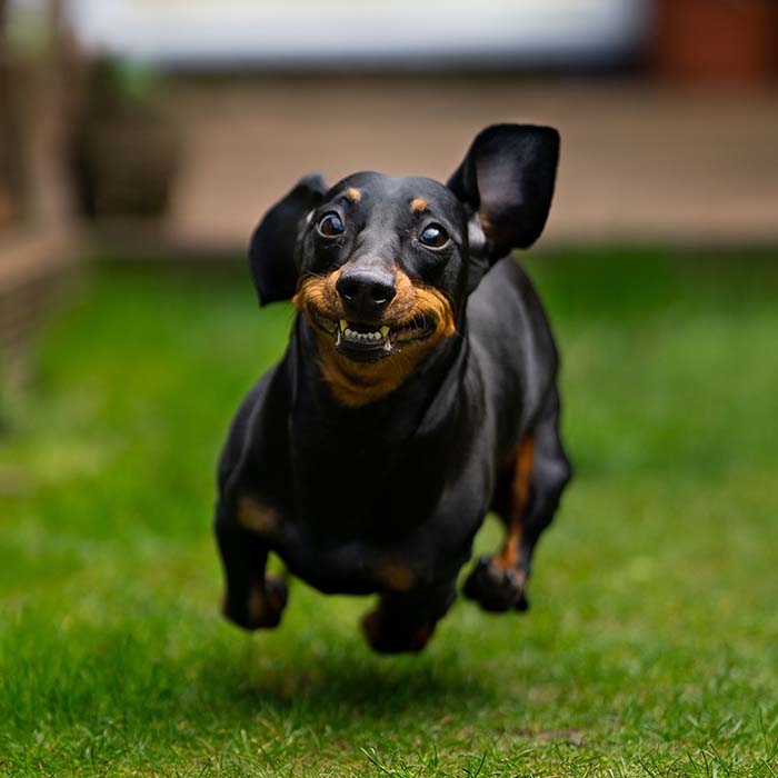 a dachshund with a large grin on its face