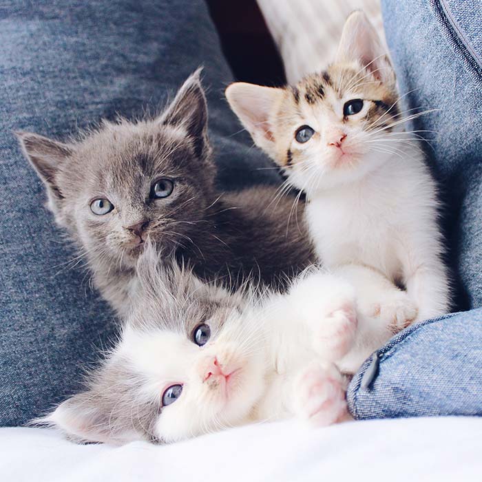 Photo of three kittens sitting inbetween some cushions